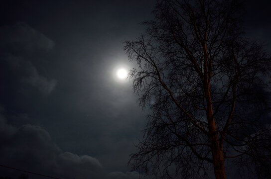 full moon in arctic circle with forest and tree silouette © Arcticphotoworks