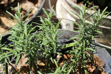 Close up of rosemary plants leafs