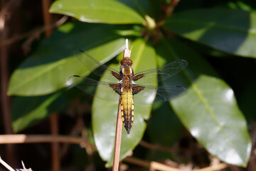 A Broad-bodied Chaser resting on a bracken stem.