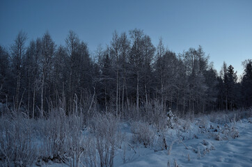 frozen winter forest with ice layer and snowy field on a cold winter day