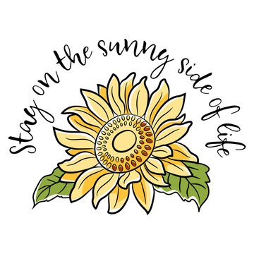 Sunflower Design with Sunshine Quote. Beautiful, motivational, inspirational, and cute sunflower quote full of love.  Hand drawn illustration in flat cartoon style on isolated background.