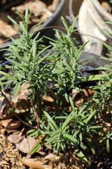 Close up of rosemary plants leafs