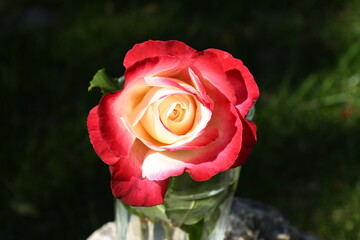 rosa, flor, rojo, naturaleza, rosa, huerta, amor, fábrica, flor, verde, beldad, hermoso, flora, florecer, rosa, macro, amarilla, valentín, verano, romance, pétalo, florecer, hojas, rosa roja