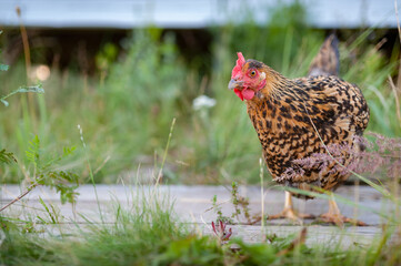 The red-speckled chicken walks along the wooden paths in the garden. Looks into the camera