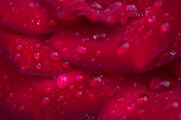 Kwiat róży pokryty kroplami deszczu.
