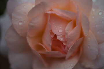 Fototapeta Kwiat róży pokryty kroplami deszczu. obraz