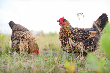 The young red-speckled  hen is walking on the grass in the garden and foraging on the ground. Close up, the hen looks into the camera
