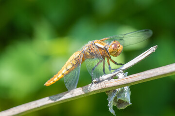 dragonfly on a leaf