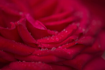 Kwiat róży pokryty kroplami deszczu. © boguslavus