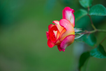 Fototapeta Kwiat róży pokryty kroplami deszczu. obraz
