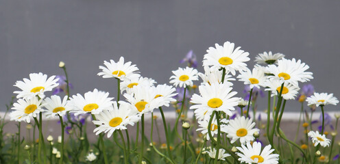 Close-up of white daisies on a gray background. The concept of summer. Banner.
