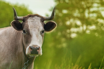 Brown cow with big horns in the dense green grass, close up