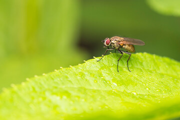 Close-up macro shooting. The fly sits on a green leaf.