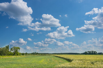 Kłębiaste chmury na niebie.