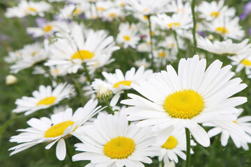 Close-up of white daisies on a green background. The concept of summer.