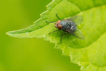 Close-up macro shooting. The fly sits on a green leaf.