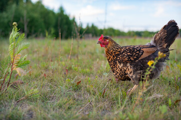 The young speckled hen is  lazily walking on the grass in the garden and foraging on the ground