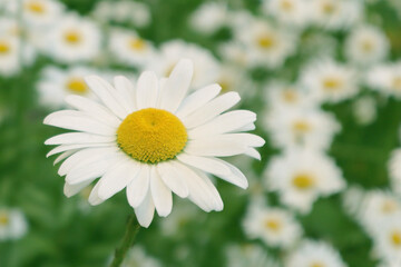Close-up of white daisies on a green background. The concept of summer.