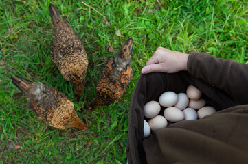 An woman collects, cradles and holds skirt of fresh and dirty organic free range chicken eggs against her chest collected from a farm hen house in Moscow region taken to be washed..