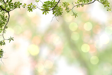 Fototapeta na wymiar Green leaves blurred background with beautiful bokeh.