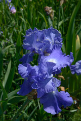 Some blue iris flowers are on green leaves background.