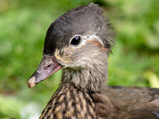 mandarynka © Henryk Olszewski