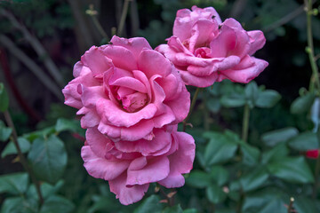 Blossoming roses