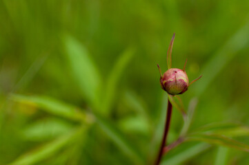 Young pink Tree Peony bud on blurred leafy background with copy space. Paeonia suffruticosa.