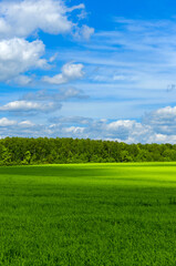 Sunny spring or summer rural landscape with green field and mixed coniferous and deciduous forest on a background.