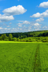 Sunny spring or summer rural landscape with green field and mixed coniferous and deciduous forest on a background.
