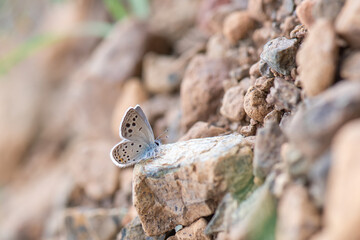 Lycaenidae / Anadolu Turan Mavisi / Odd-spot Blue / Turanana endymion