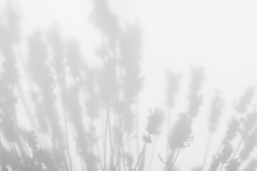 Blurred overlay effect for for natural light photo effects. Gray shadows of lavender flowers on a...