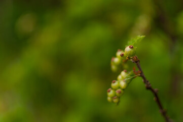 Ripening Red Currant fruits on blurred greenery background with copy space. Ribes rubrum.