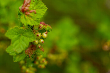 Ripening Red Currant fruits o a floral background. Ribes rubrum.