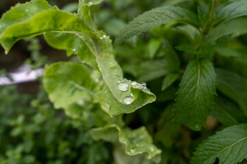 Regentropfen auf einem großen Blatt