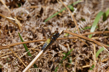A Broad-bodied Chaser resting on a bracken stem.