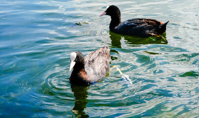 coots on the water