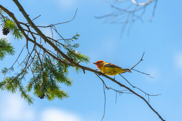 Western Tanager. Western Tanagers forage slowly and methodically along branches and among leaves or needles of trees. They eat primarily insects, supplemented with small fruits in fall and winter.