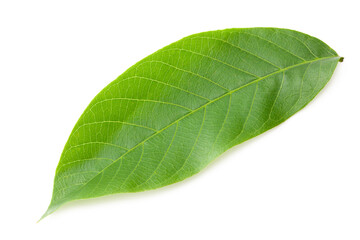 Fototapeta na wymiar one green leaf of walnut isolated on a white background