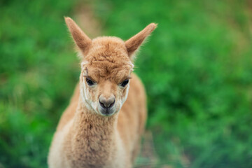 baby Alpaca living on a home farm