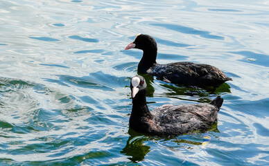 coots on the water