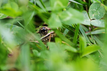 A leopard frog in its natural habitat, camouflaged against the grass. Wetland wildlife in Ontario, Canada
