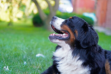 Dog lying on the grass in the garden, looking up 