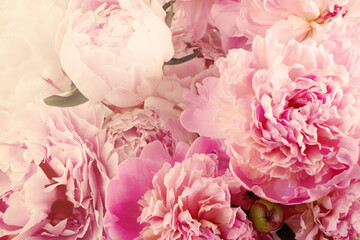 Pink peonies close up background. Vintage floral background. Beautiful spring garden. Wedding concept.