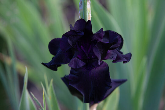 Black purple iris flower close up in the iris leaves