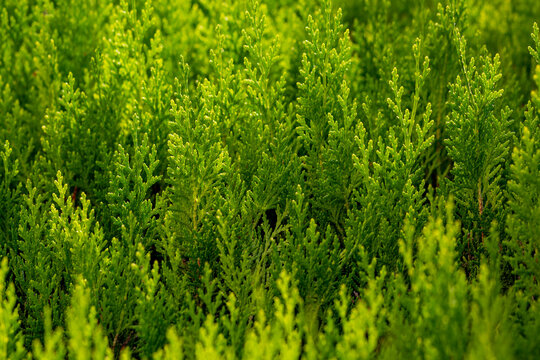 Cupressocyparis leylandii, a species of garden fence grasses