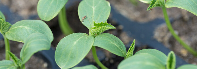 Germination of seedlings of cucumbers in pots with natural fertilizer in greenhouse conditions.