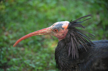 Threskiornithinae ft0206_8620 Ibis