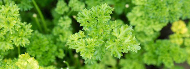 Fresh juicy parsley branches closeup. Useful vegetarian spices.