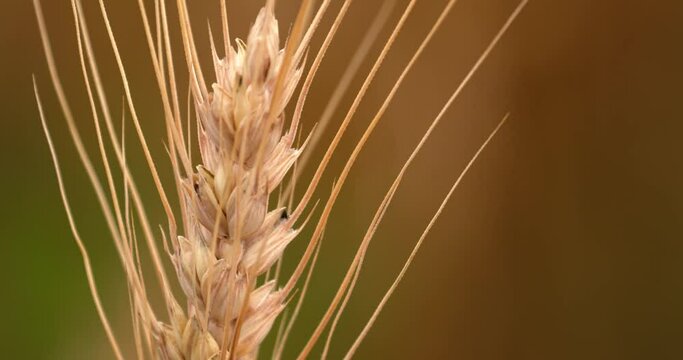 extreme close up of the head of a stalk of wheat